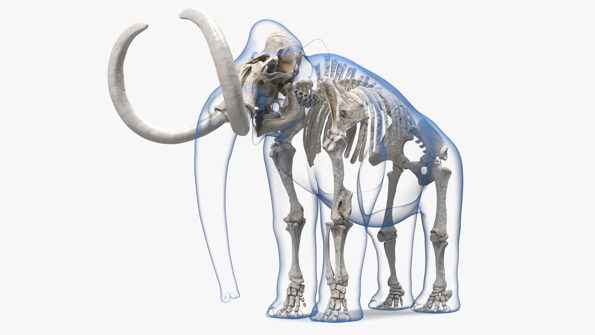 Adult Mammoth Clean Skeleton Shell Rigged 3D model preview