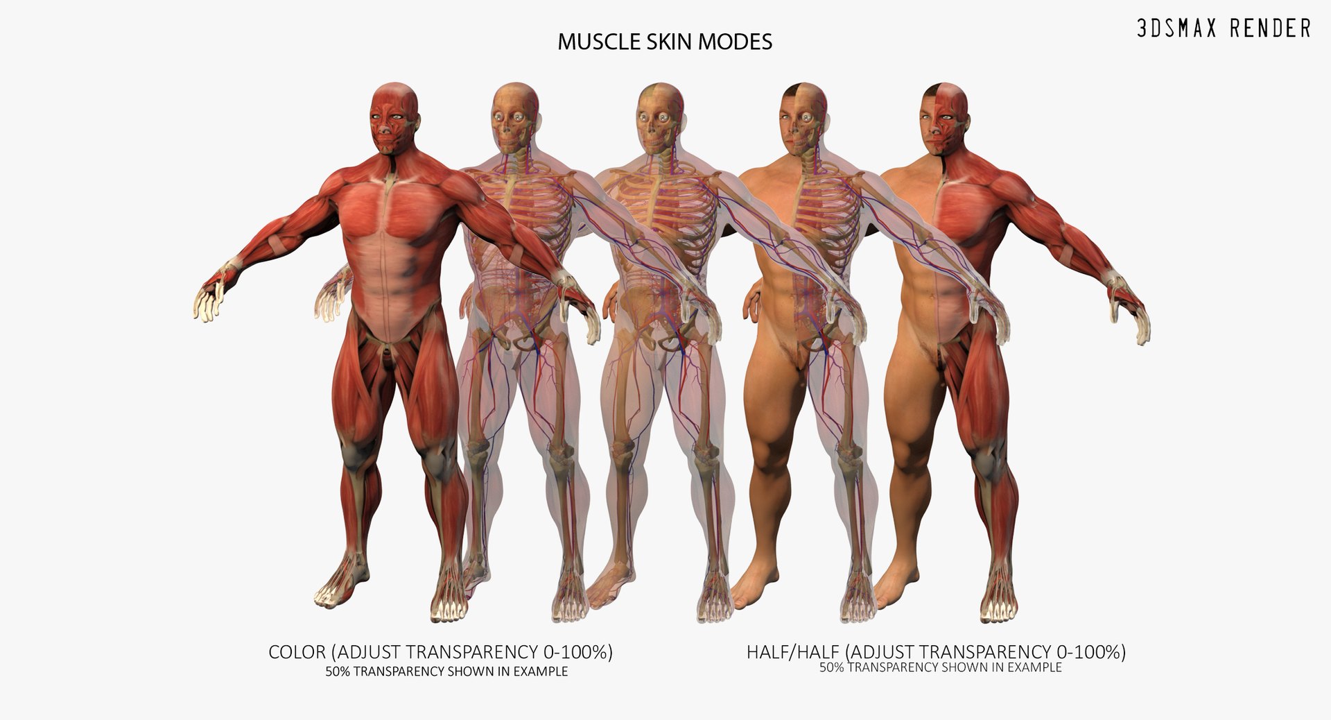 anatomy 3D model https://p.turbosquid.com/ts-thumb/DT/YhSSjM/1EwLzd6O/max_002/jpg/1566596353/1920x1080/fit_q87/9bb8447012d07a53a1ba6db6e43a612998fe6cba/max_002.jpg