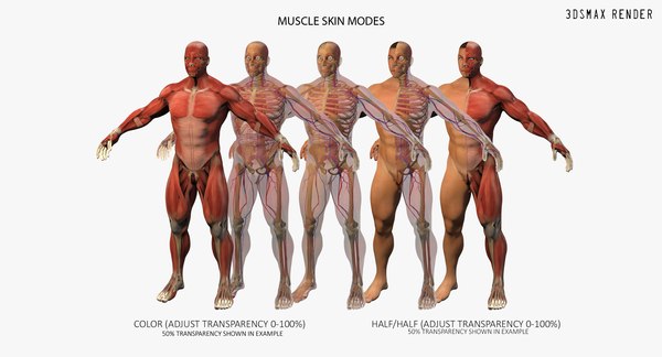 Anatomy 3d Model - Turbosquid 1338967