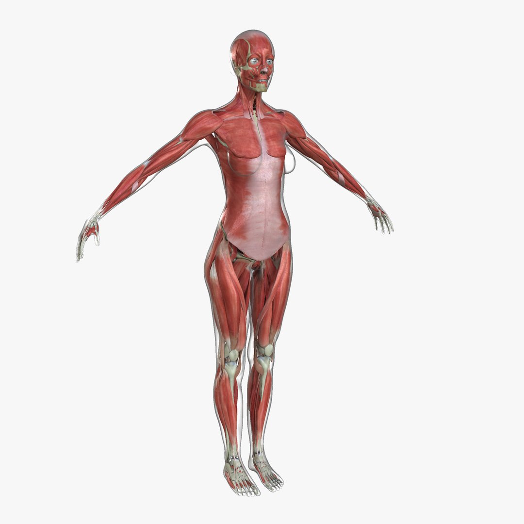 anatomy 3D model https://p.turbosquid.com/ts-thumb/DT/YhSSjM/3dKFC9dQ/14_113/jpg/1540165060/1920x1080/fit_q87/85c3306aac741281968ca04fe3e1fa89730cd195/14_113.jpg