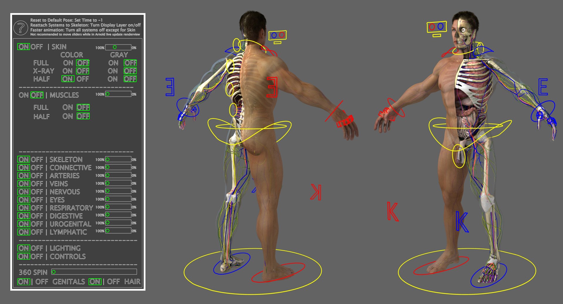 anatomy 3D model https://p.turbosquid.com/ts-thumb/DT/YhSSjM/5avw7sO4/rig/jpg/1540576292/1920x1080/fit_q87/8050c8c437f125c8510ed48a44908ad9a1afeca0/rig.jpg