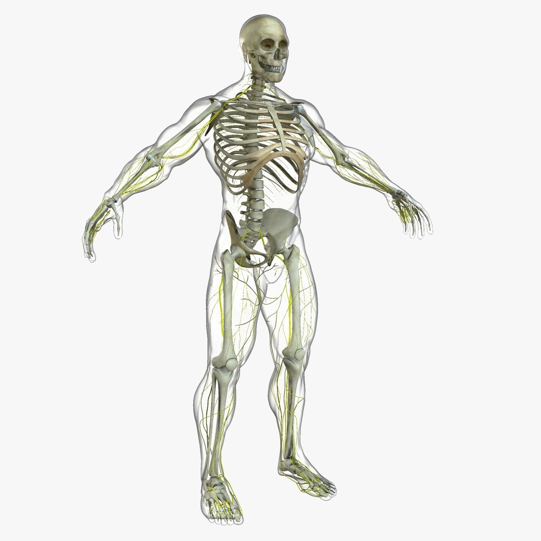 anatomy 3D model https://p.turbosquid.com/ts-thumb/DT/YhSSjM/6PK7DsNC/10/jpg/1540165173/1920x1080/fit_q87/96ac41ff3a5050ed9535ae1f1c31f6cd2e5c6ecf/10.jpg