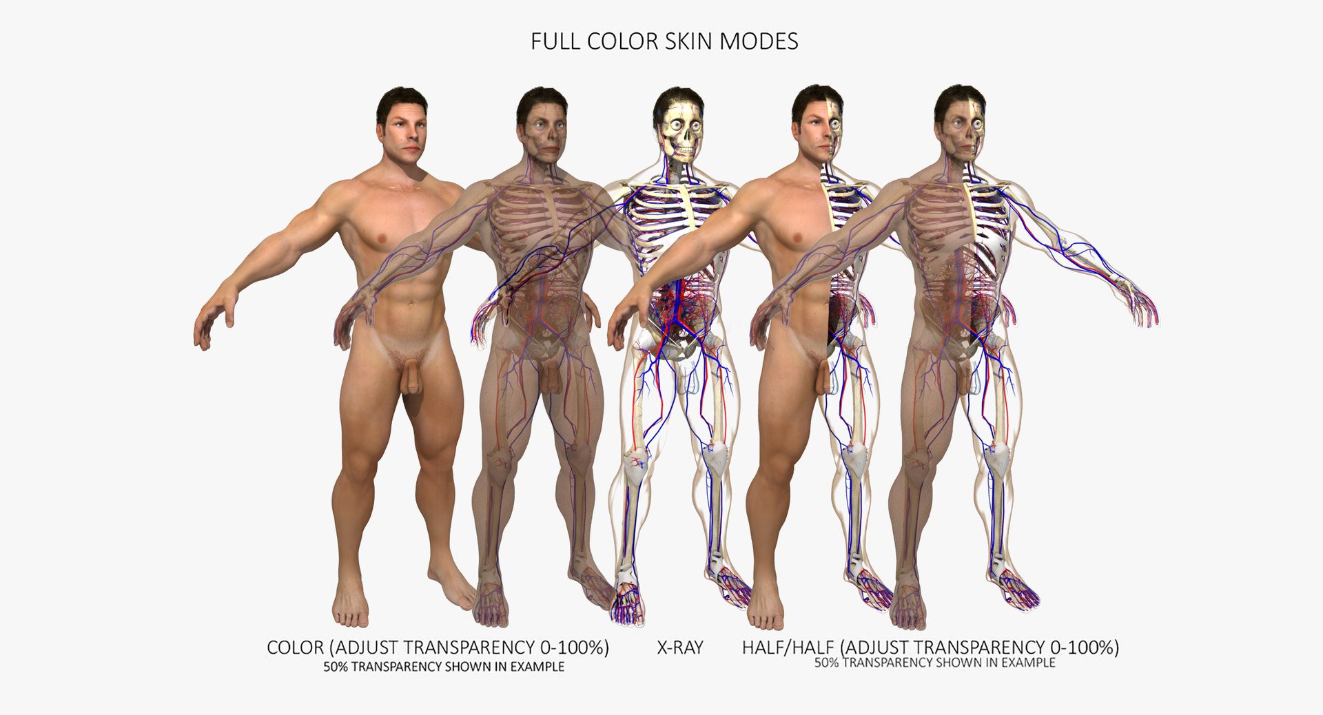 anatomy 3D model https://p.turbosquid.com/ts-thumb/DT/YhSSjM/6rpOvVA0/skincolor/jpg/1540494438/1920x1080/fit_q87/15b75b1f043a9d27b38e8c0beecc1fe84a94865b/skincolor.jpg