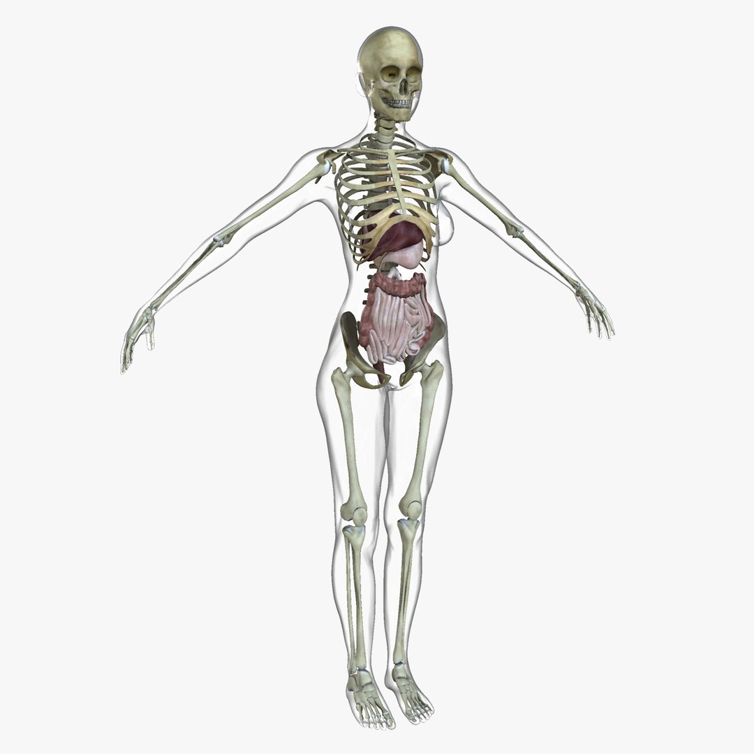 anatomy 3D model https://p.turbosquid.com/ts-thumb/DT/YhSSjM/85Tf476B/14_13/jpg/1540164995/1920x1080/fit_q87/fcc9e89d8061058efe9a3b5ec612f9f3335377e5/14_13.jpg