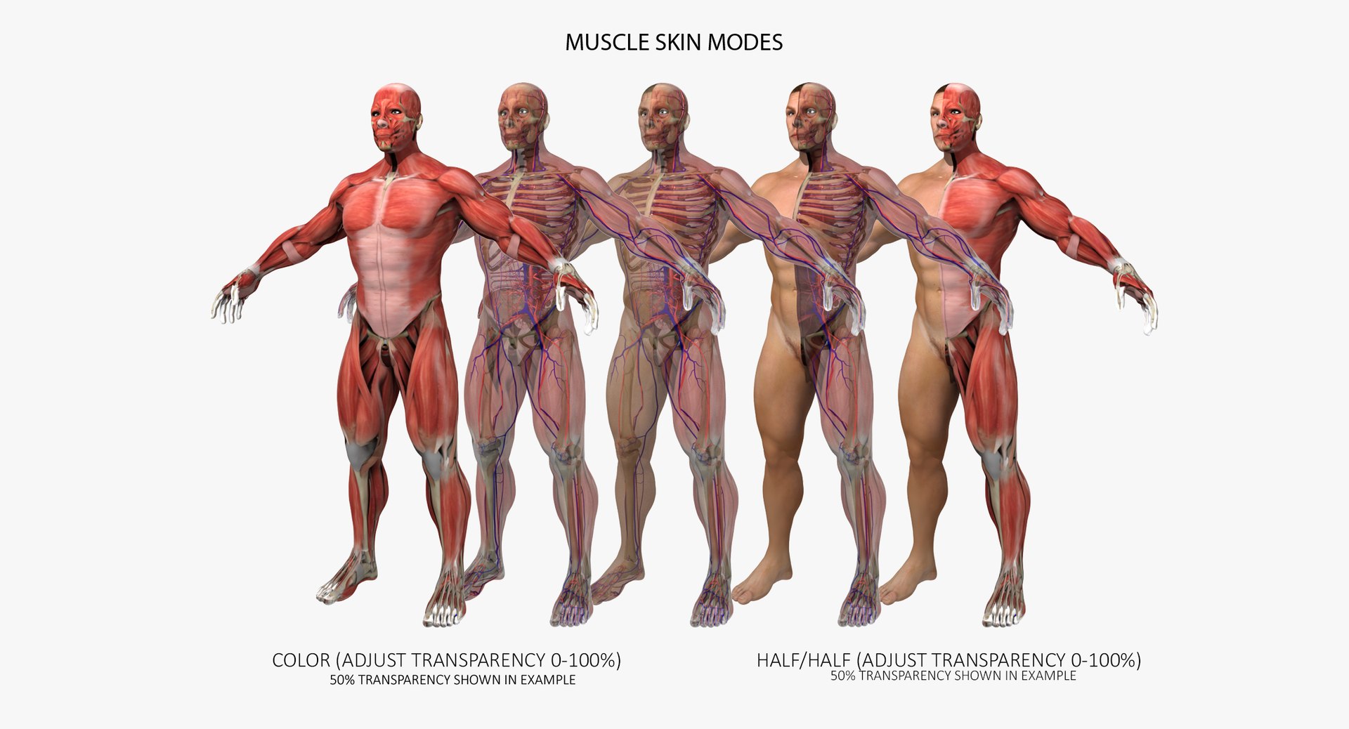 anatomy 3D model https://p.turbosquid.com/ts-thumb/DT/YhSSjM/9eC47D7A/000002/jpg/1540152901/1920x1080/fit_q87/02c6bf28893d055c94d13fe03d7dcc6c9dfcc6e1/000002.jpg