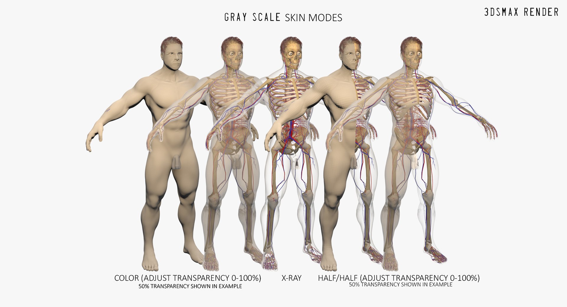 anatomy 3D model https://p.turbosquid.com/ts-thumb/DT/YhSSjM/BTCG3jQO/max_003/jpg/1566596364/1920x1080/fit_q87/828d0e56c16a4675e8f223dcd016e171c5591d1c/max_003.jpg