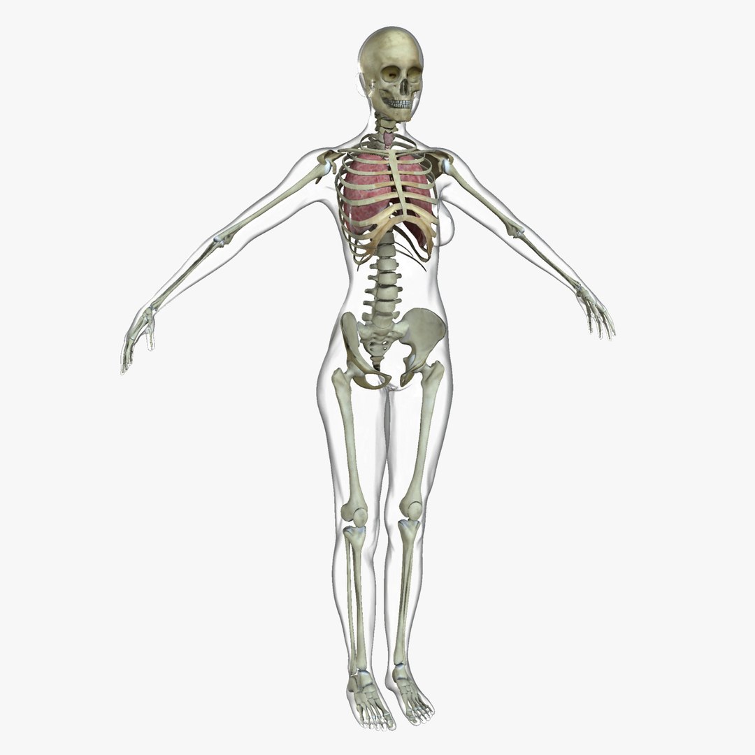 anatomy 3D model https://p.turbosquid.com/ts-thumb/DT/YhSSjM/CRktq6i5/14_14/jpg/1540165007/1920x1080/fit_q87/334056ae37d985d01451d86d0557be363608ce54/14_14.jpg