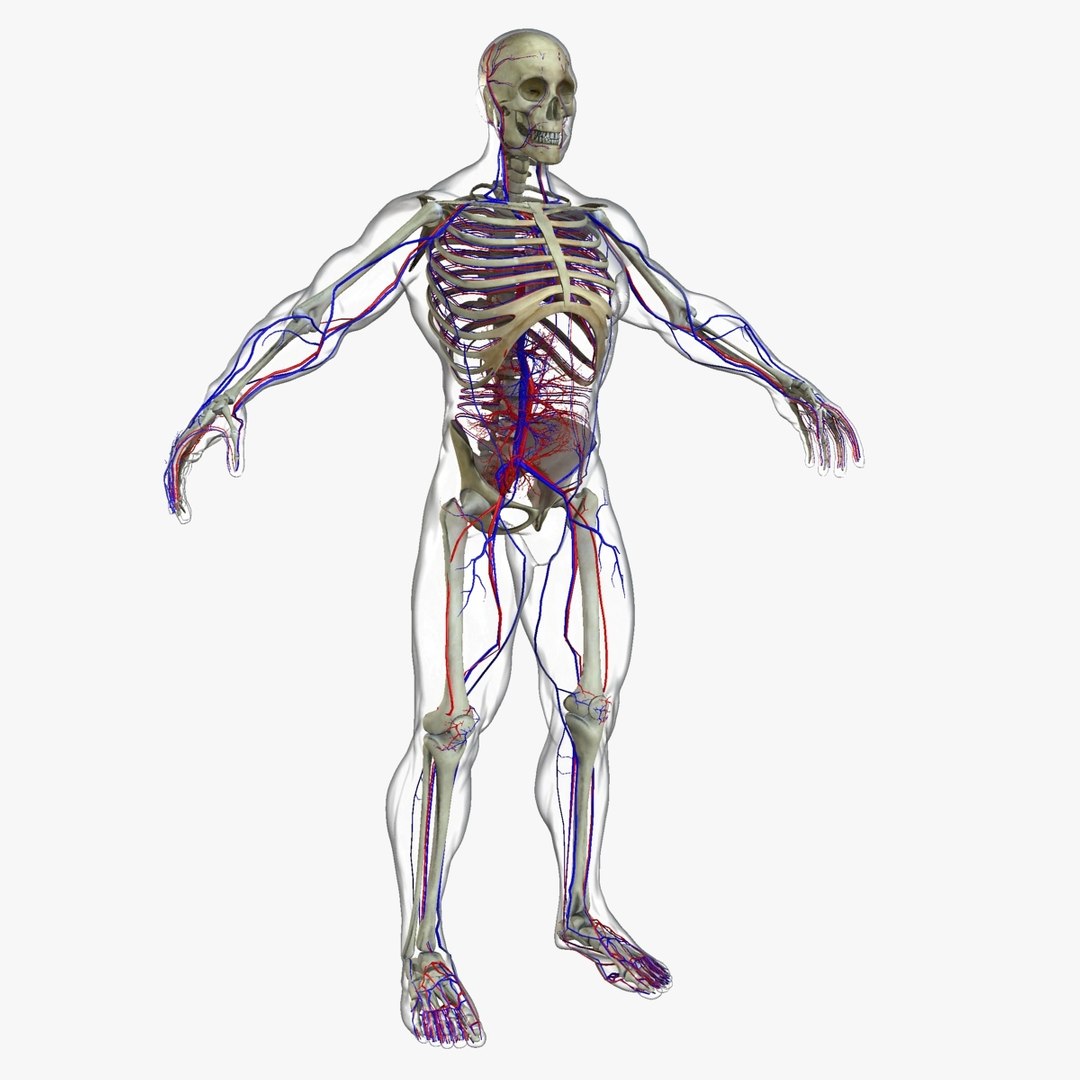 anatomy 3D model https://p.turbosquid.com/ts-thumb/DT/YhSSjM/E7CNKUuN/8/jpg/1540165148/1920x1080/fit_q87/cdec34898bcd926e61a30002261d333b995c91a5/8.jpg