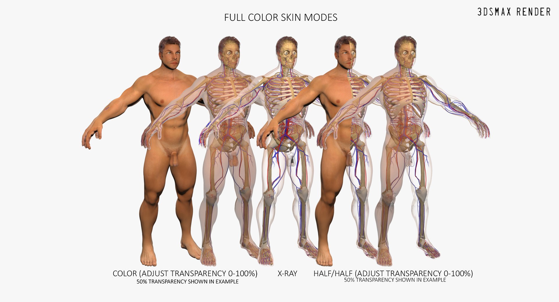 anatomy 3D model https://p.turbosquid.com/ts-thumb/DT/YhSSjM/LRvI19th/aaaaaa/jpg/1566596463/1920x1080/fit_q87/57280d084b5f14f2b1d03a5d2fb41f19f421ee39/aaaaaa.jpg