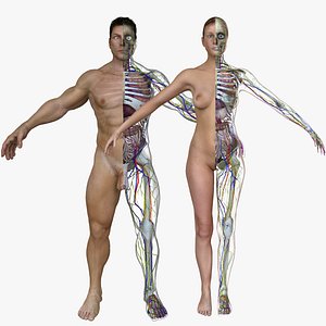 Ultimate Rigged Anatomy Combo
