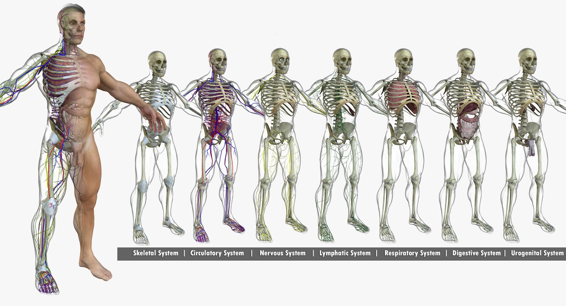 anatomy 3D model https://p.turbosquid.com/ts-thumb/DT/YhSSjM/OdDlKP6o/malesystems/jpg/1540494705/1920x1080/fit_q87/a0b08a2b82bf9e105681d083ec237a7b0d0808be/malesystems.jpg