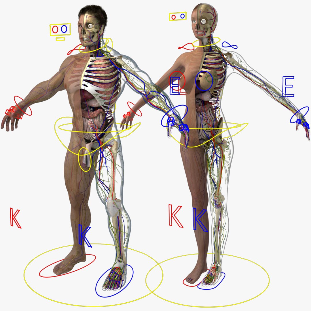 anatomy 3D model https://p.turbosquid.com/ts-thumb/DT/YhSSjM/YTLjK80Y/wcombo_01/jpg/1542738226/1920x1080/fit_q87/9dabbbc468597fc1959993887aff0bca95f3aac7/wcombo_01.jpg