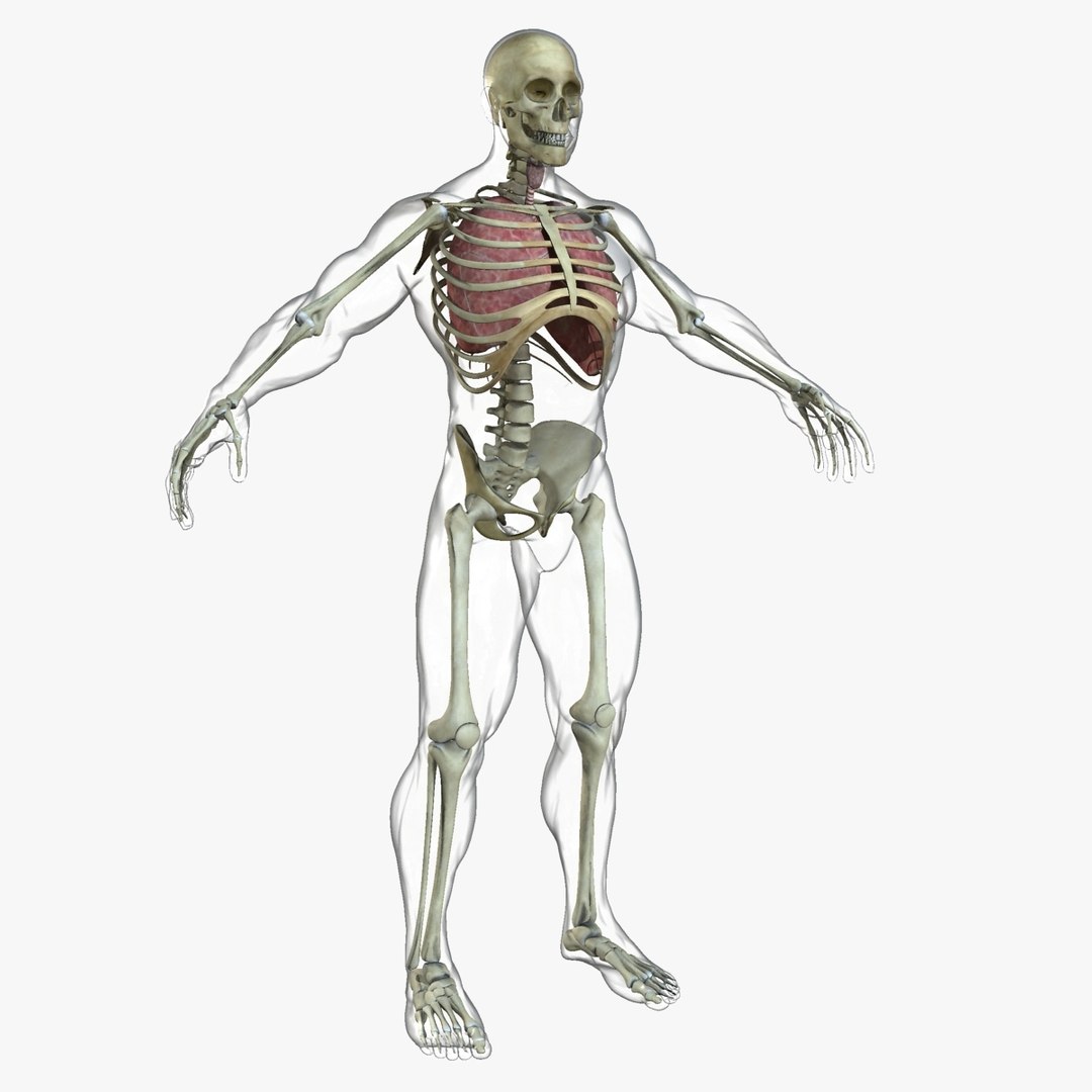 anatomy 3D model https://p.turbosquid.com/ts-thumb/DT/YhSSjM/dpfDCmC3/11/jpg/1540165187/1920x1080/fit_q87/20593365111a1ddfaa6e4ee3ecfe4ea7db8af97a/11.jpg