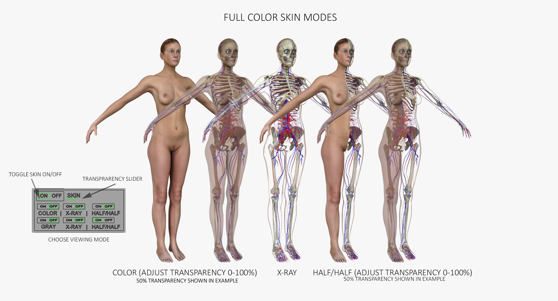 anatomy 3D model https://p.turbosquid.com/ts-thumb/DT/YhSSjM/h90N2Olo/07/jpg/1540152885/1920x1080/fit_q87/c987f0fed9692ca6d91625d88abb161075dfbf78/07.jpg