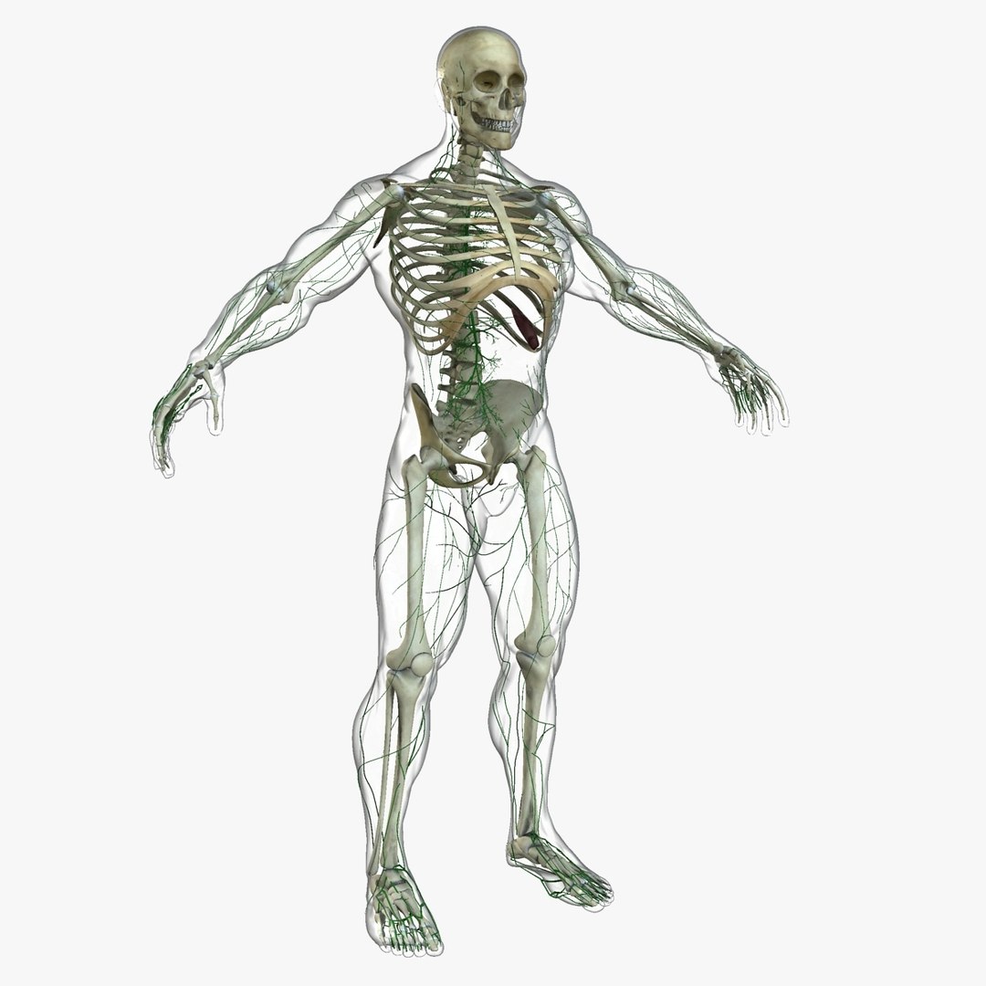 anatomy 3D model https://p.turbosquid.com/ts-thumb/DT/YhSSjM/hTjN3vjW/9/jpg/1540165160/1920x1080/fit_q87/f9b1fc4f4c614d7ee1490660db9f549801b7299d/9.jpg