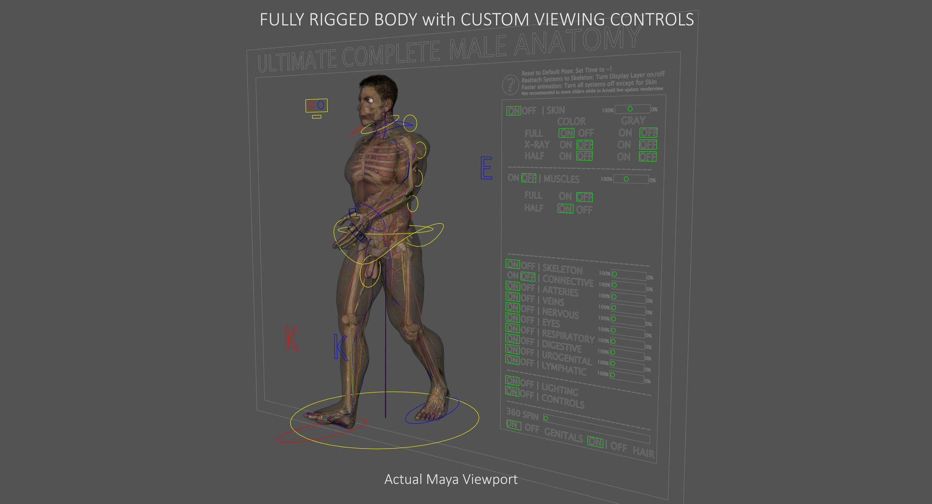 anatomy 3D model https://p.turbosquid.com/ts-thumb/DT/YhSSjM/nj9du6nm/walkcycle/jpg/1540496247/1920x1080/turn_fit_q99/2a502ee9e3e30661b285d932ee8e8e926004b718/walkcycle-1.jpg