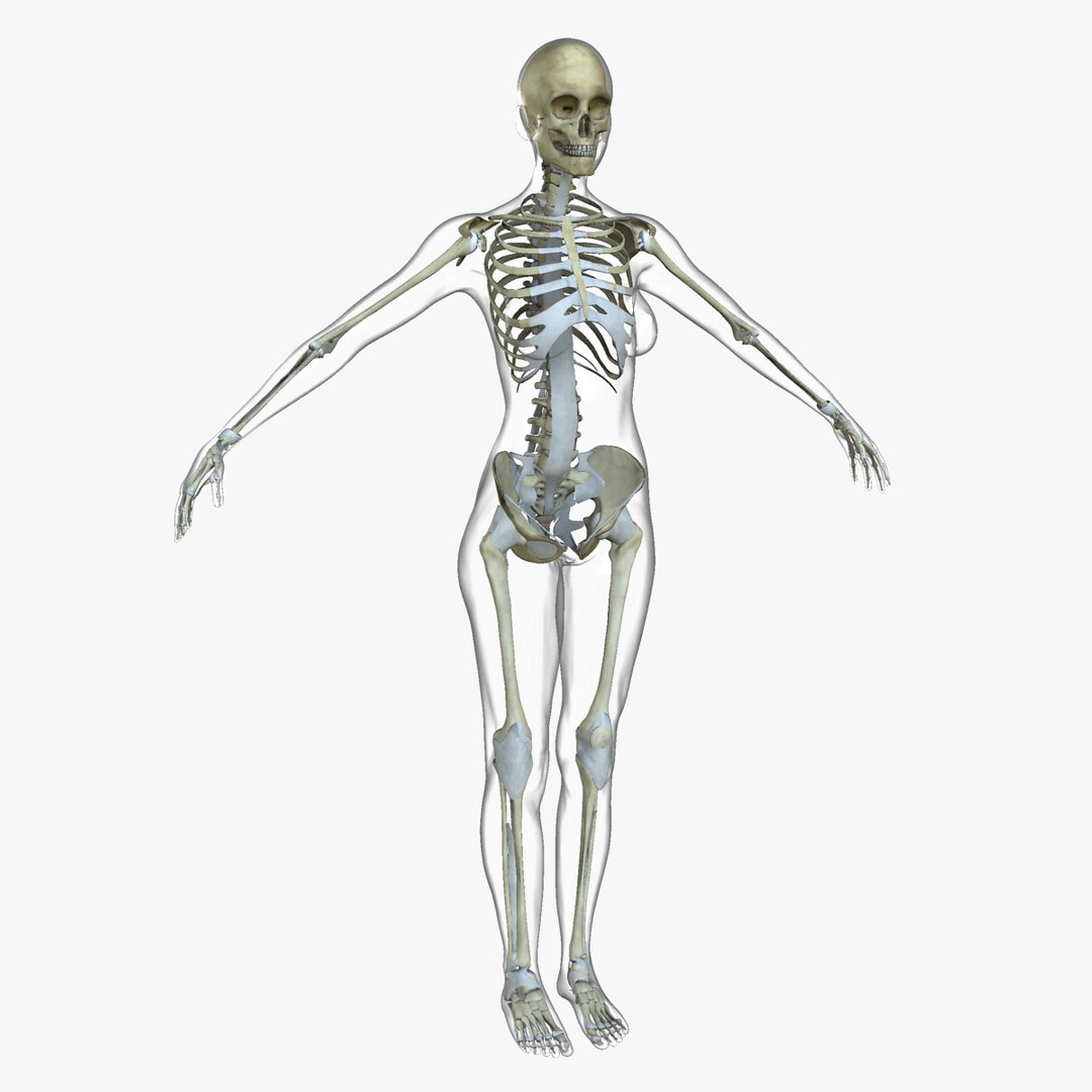 anatomy 3D model https://p.turbosquid.com/ts-thumb/DT/YhSSjM/qxv2TUFK/14_11/jpg/1540164972/1920x1080/fit_q87/fa9913db2c32d9281ab4e9789b7cc9772b9daae9/14_11.jpg