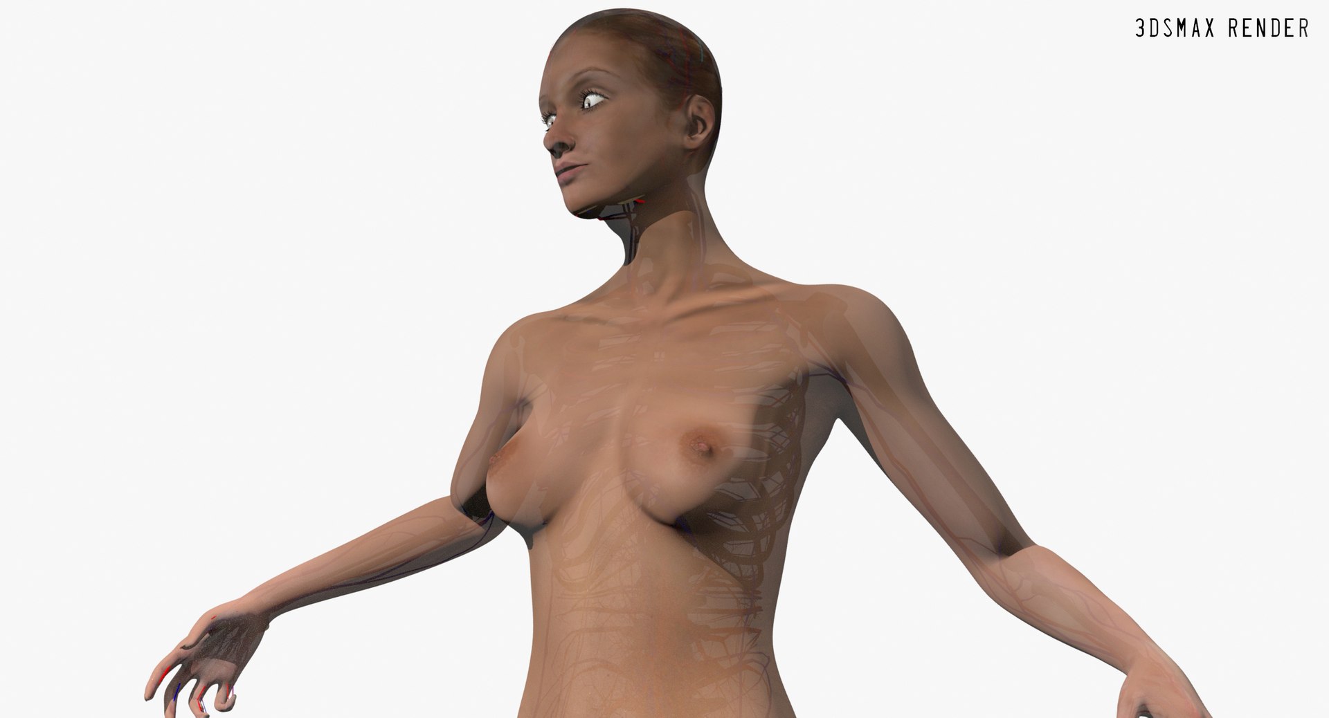 anatomy 3D model https://p.turbosquid.com/ts-thumb/DT/YhSSjM/sZ68aWEb/max_003/jpg/1566596549/1920x1080/fit_q87/729ed6ada9d1898d2d0e7cb36fd5dc26c5378e02/max_003.jpg