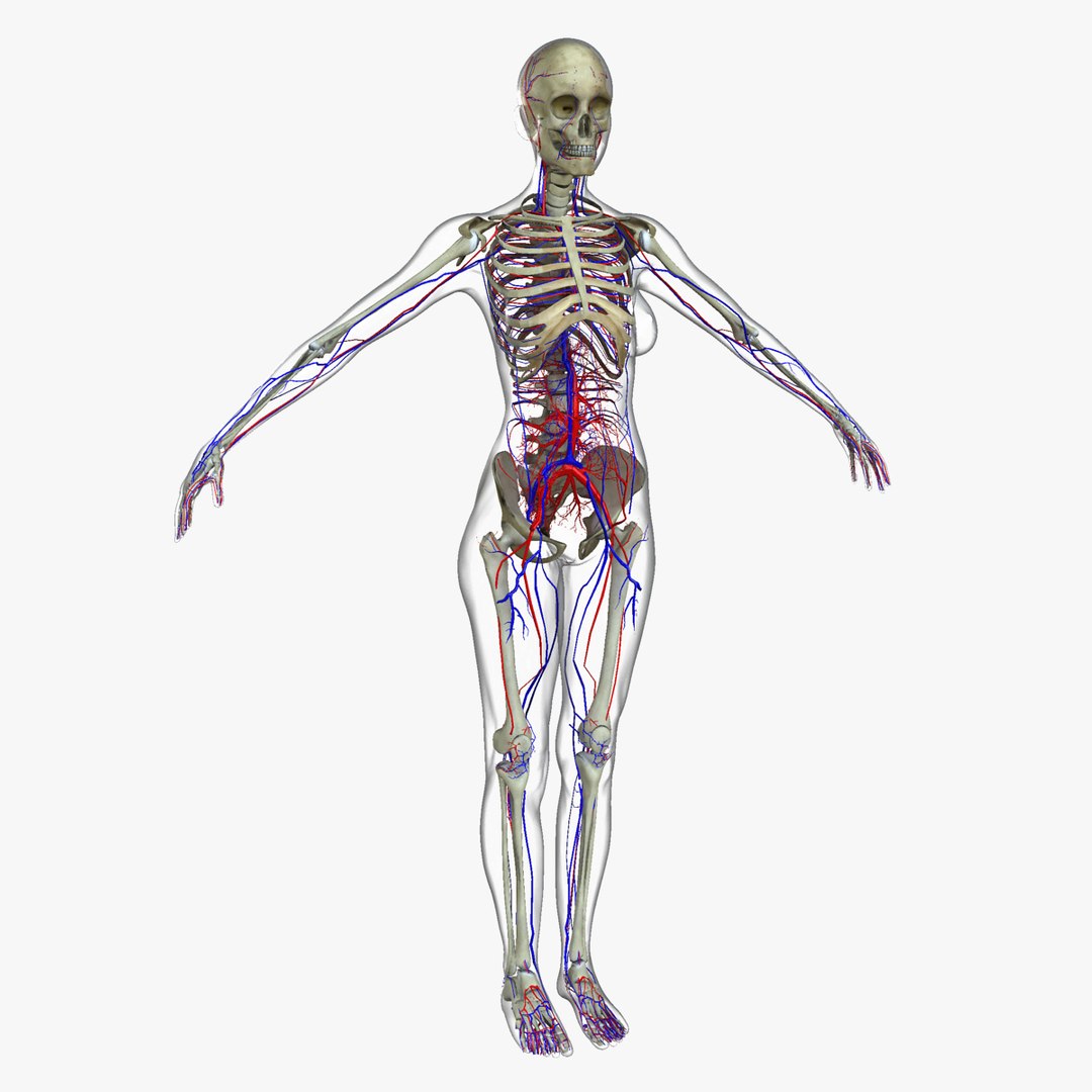 anatomy 3D model https://p.turbosquid.com/ts-thumb/DT/YhSSjM/vtBi9p4e/14_172/jpg/1540165048/1920x1080/fit_q87/c4f06066f560188c8c7a0868ffdb5cbf216fb978/14_172.jpg