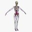 Ultimate Rigged Anatomy Combo