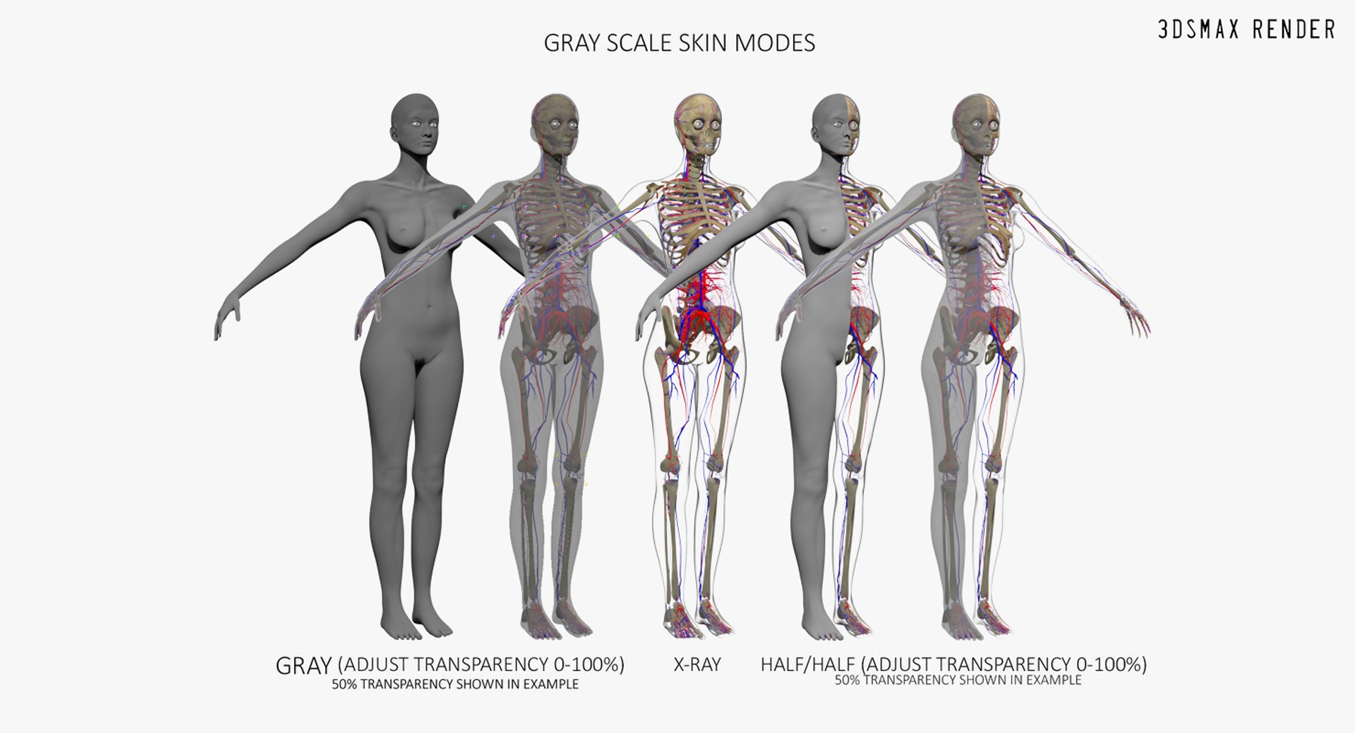 anatomy 3D model https://p.turbosquid.com/ts-thumb/DT/YhSSjM/yqGmcPkr/max_006/jpg/1566596578/1920x1080/fit_q87/ac851bda782942c69751f520d95814d763d67911/max_006.jpg