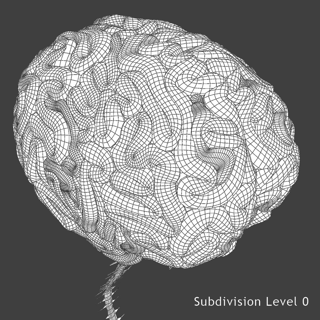 anatomy 3D model https://p.turbosquid.com/ts-thumb/DT/YhSSjM/zRIFMsew/6/jpg/1540496328/1920x1080/fit_q87/3311a48948e29245423cc511e36eacbc0100d738/6.jpg