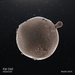 microbes bacteria cells 3D model