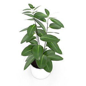 3D model ficus plant pot