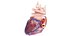 3D Human Heart Animated