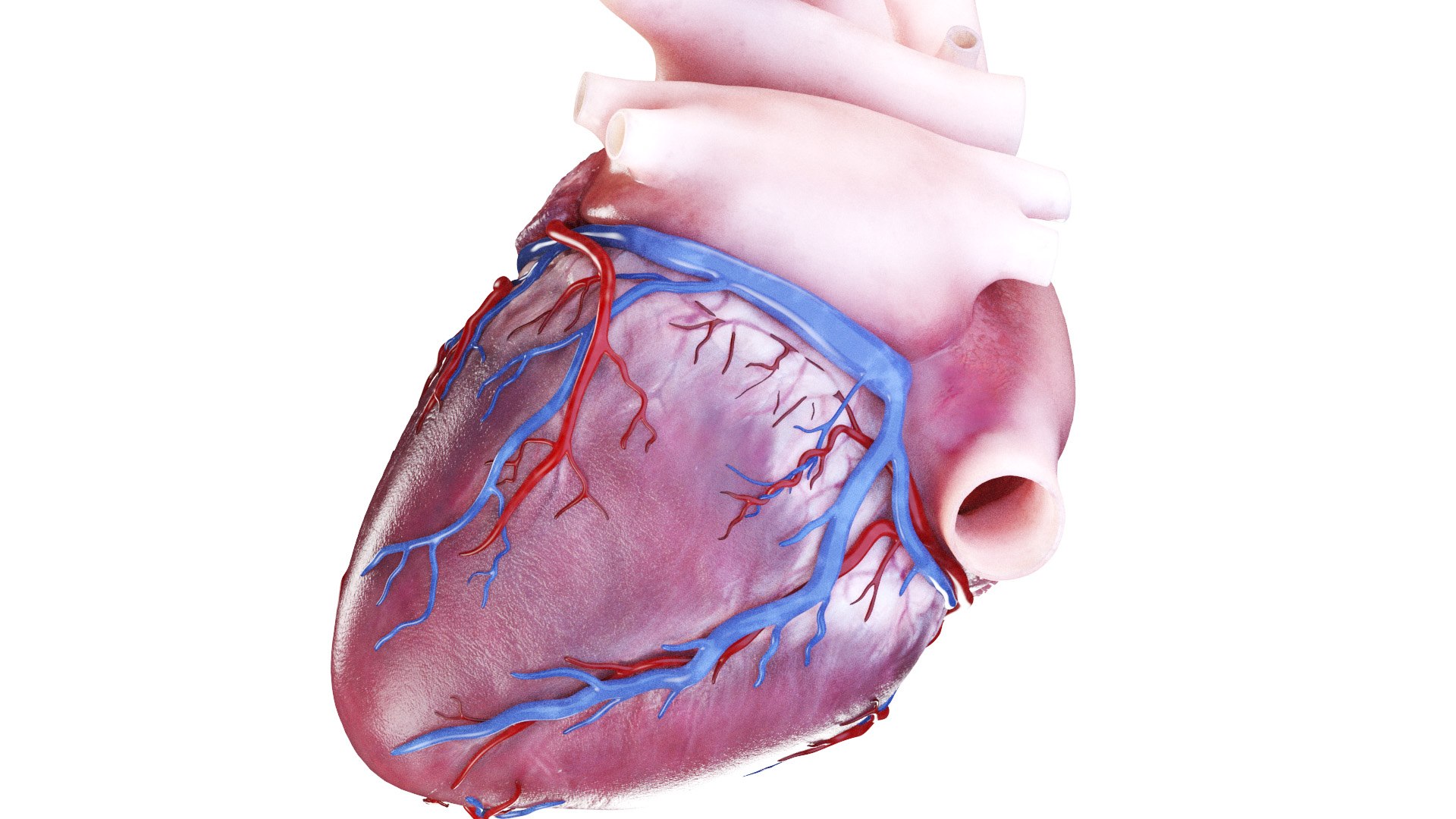 3D Human Heart Animated - TurboSquid 2002788