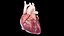 3D Human Heart Animated