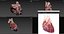 3D Human Heart Animated
