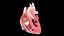 3D Human Heart Animated