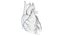 3D Human Heart Animated
