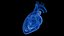 3D Human Heart Animated