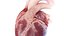 3D Human Heart Animated
