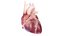 3D Human Heart Animated