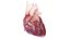 3D Human Heart Animated