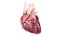 3D Human Heart Animated