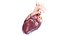 3D Human Heart Animated