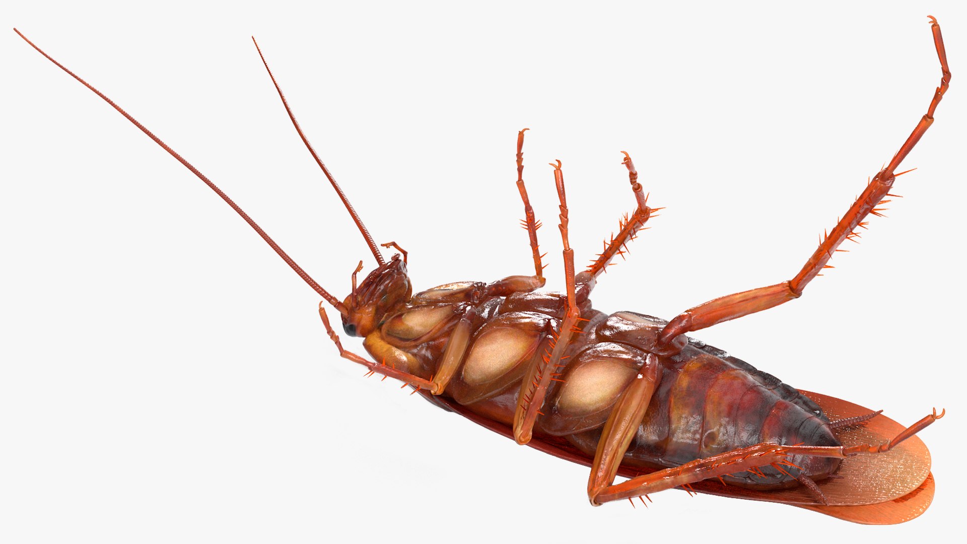 3D Cockroach Upside Rigged Animation - TurboSquid 1487215