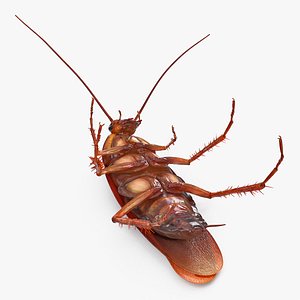 3D cockroach upside rigged animation
