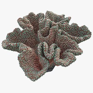 3D coral mushroom