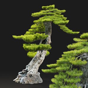 Bonsai plant 01