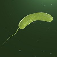 Vibrio cholerae