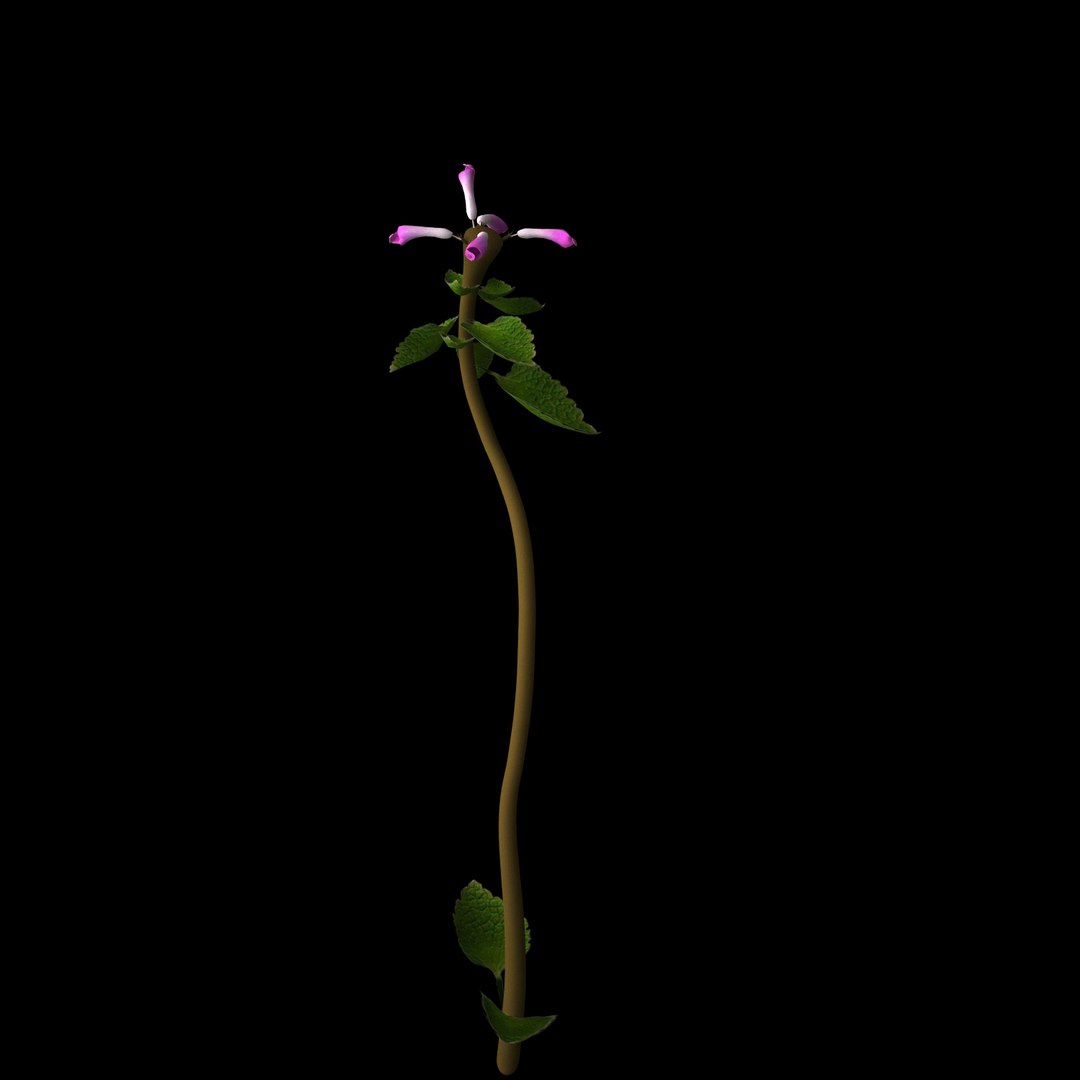 3D Flowers Open Animation Model - TurboSquid 1589298