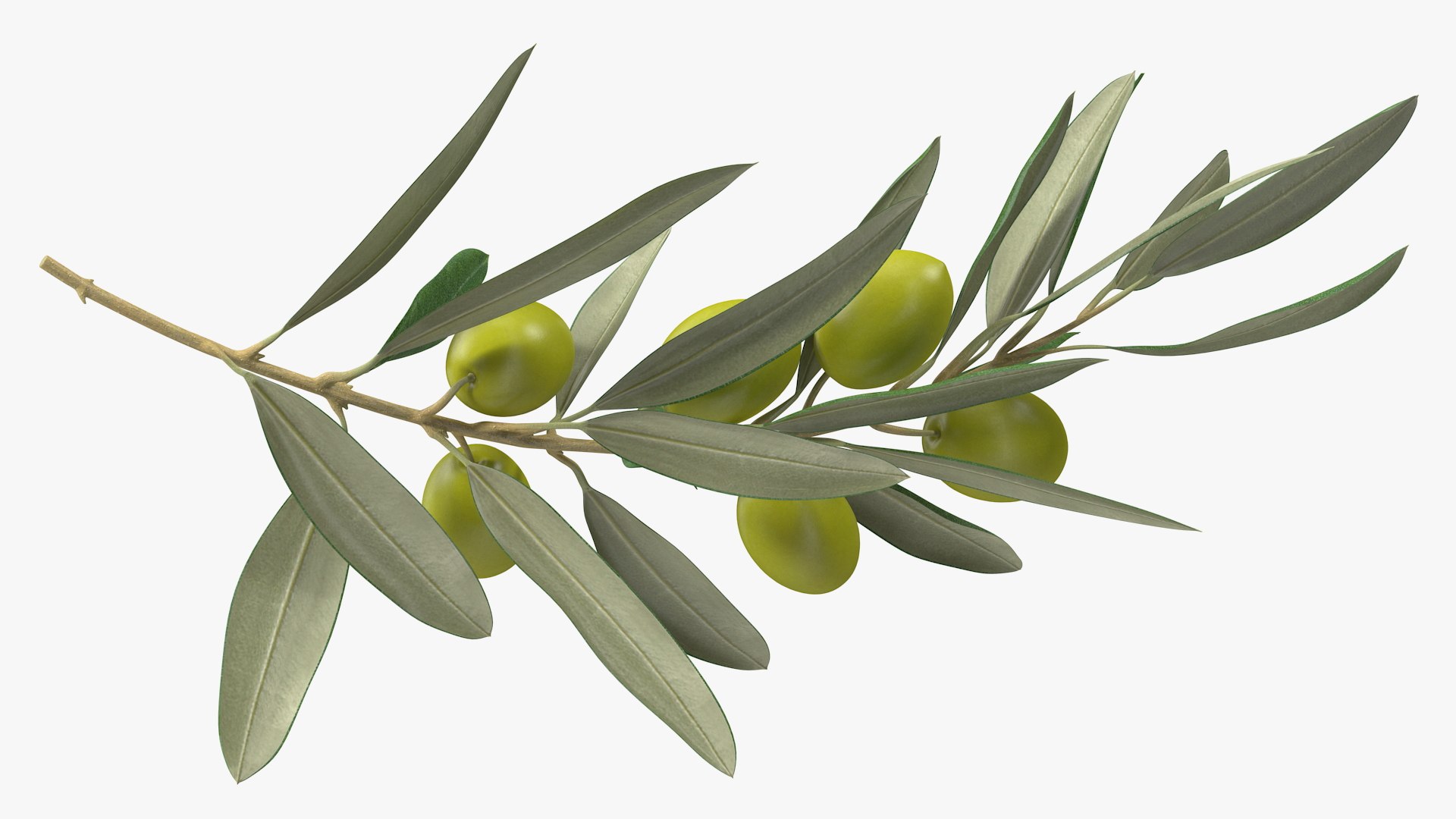3D Olive Branch with Green Olives https://p.turbosquid.com/ts-thumb/DU/Ygy0B3/68/olivebranchwithgreenolivesmb3dmodel006/jpg/1660662707/1920x1080/fit_q87/0eb86ba072ec7309e7298497ef77d1203c94783c/olivebranchwithgreenolivesmb3dmodel006.jpg