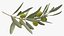 Olive Branch with Green Olives