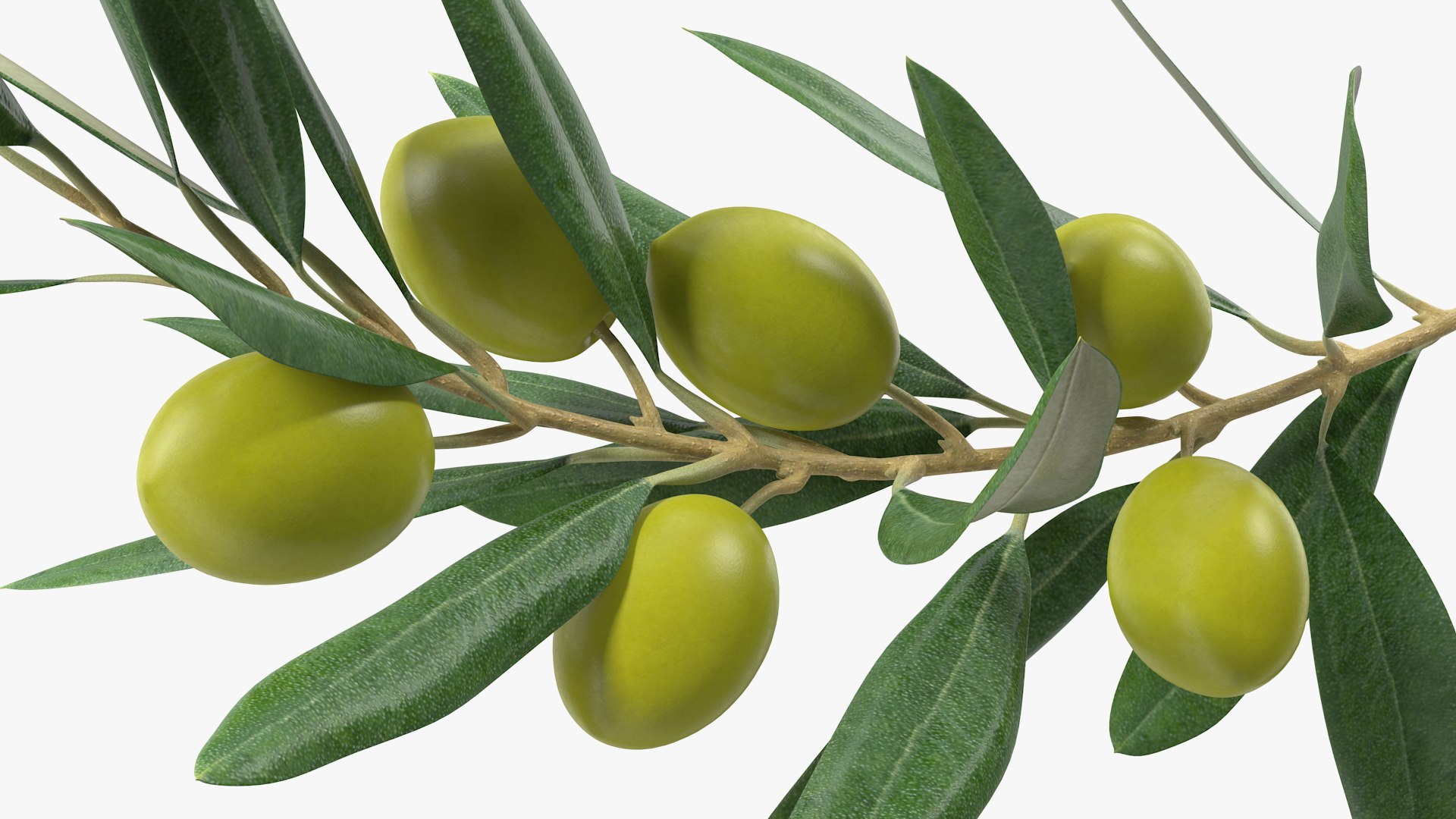 3D Olive Branch with Green Olives https://p.turbosquid.com/ts-thumb/DU/Ygy0B3/CU/olivebranchwithgreenolivesmb3dmodel011/jpg/1660662724/1920x1080/fit_q87/47d528a7e792c8347e9e7fde12a08f323d47cd25/olivebranchwithgreenolivesmb3dmodel011.jpg