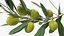 Olive Branch with Green Olives